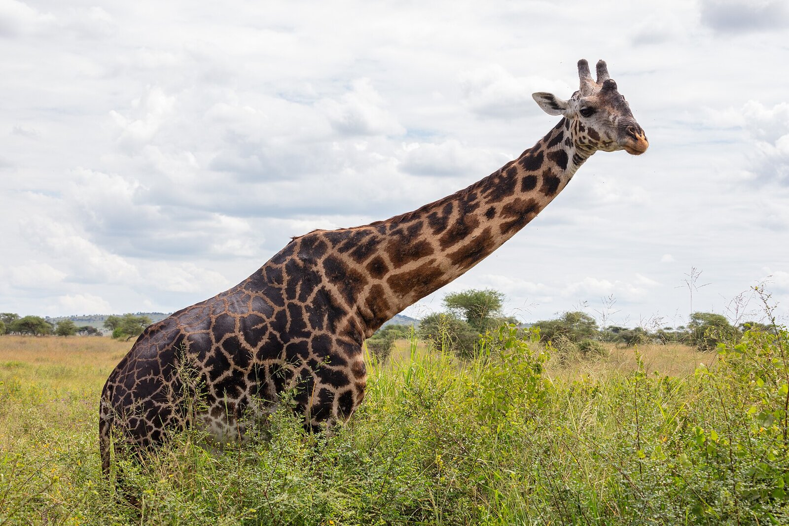 A giraffe browsing the woodland fringe near Kisampa Bush Retreat, Saadani