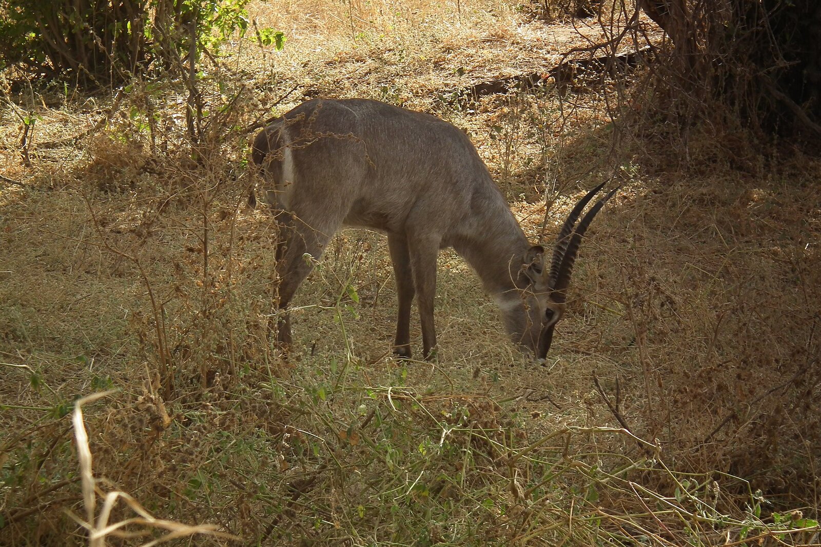 Waterbuck feeding in dappled bush near Kisampa Bush Retreat on the edge of Saadani National Park
