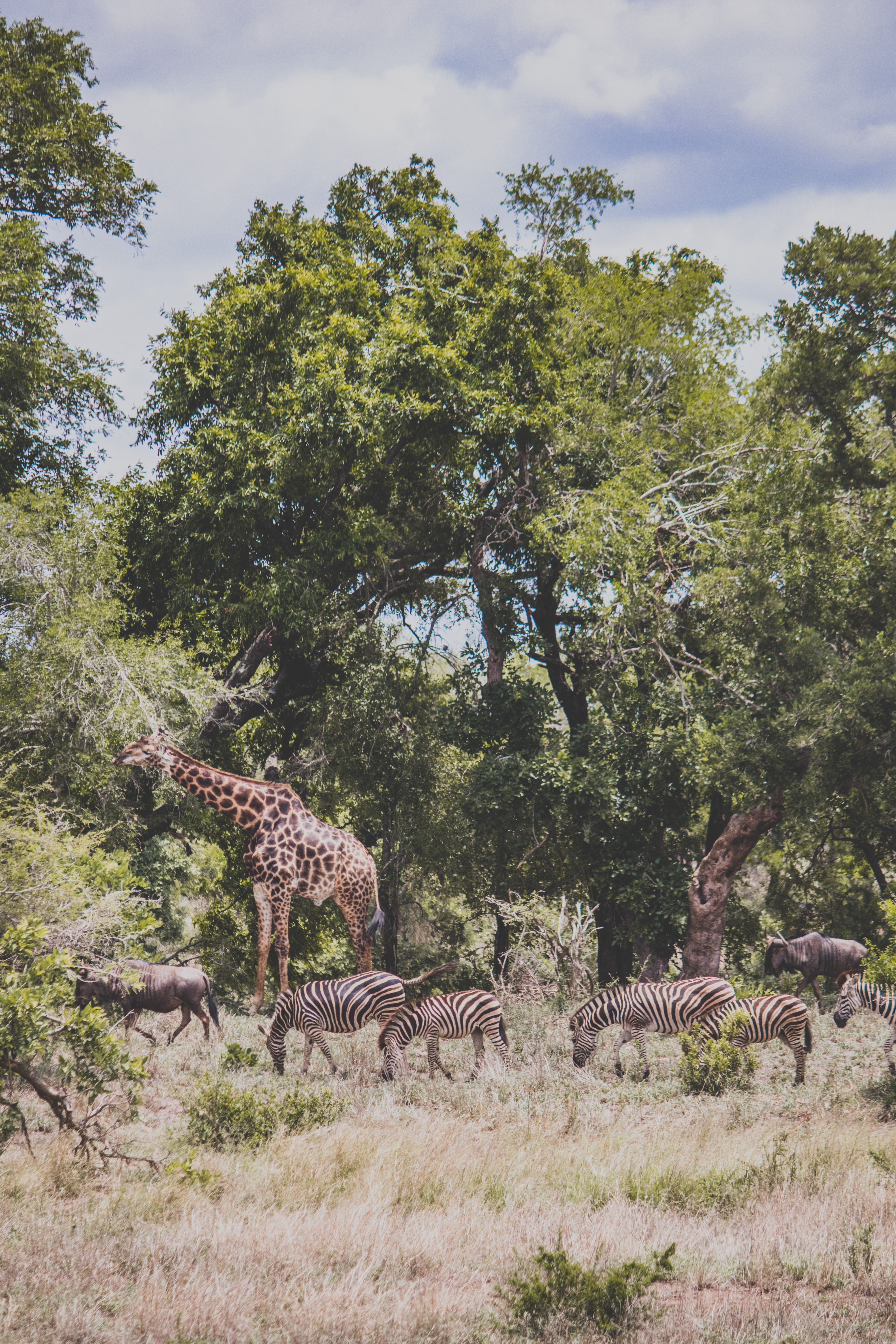 Greater Kruger package open safari vehicle at a sighting
