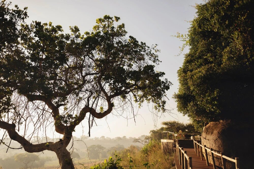 Raised timber walkway at Lamai Serengeti winding through the kopje trees at dawn