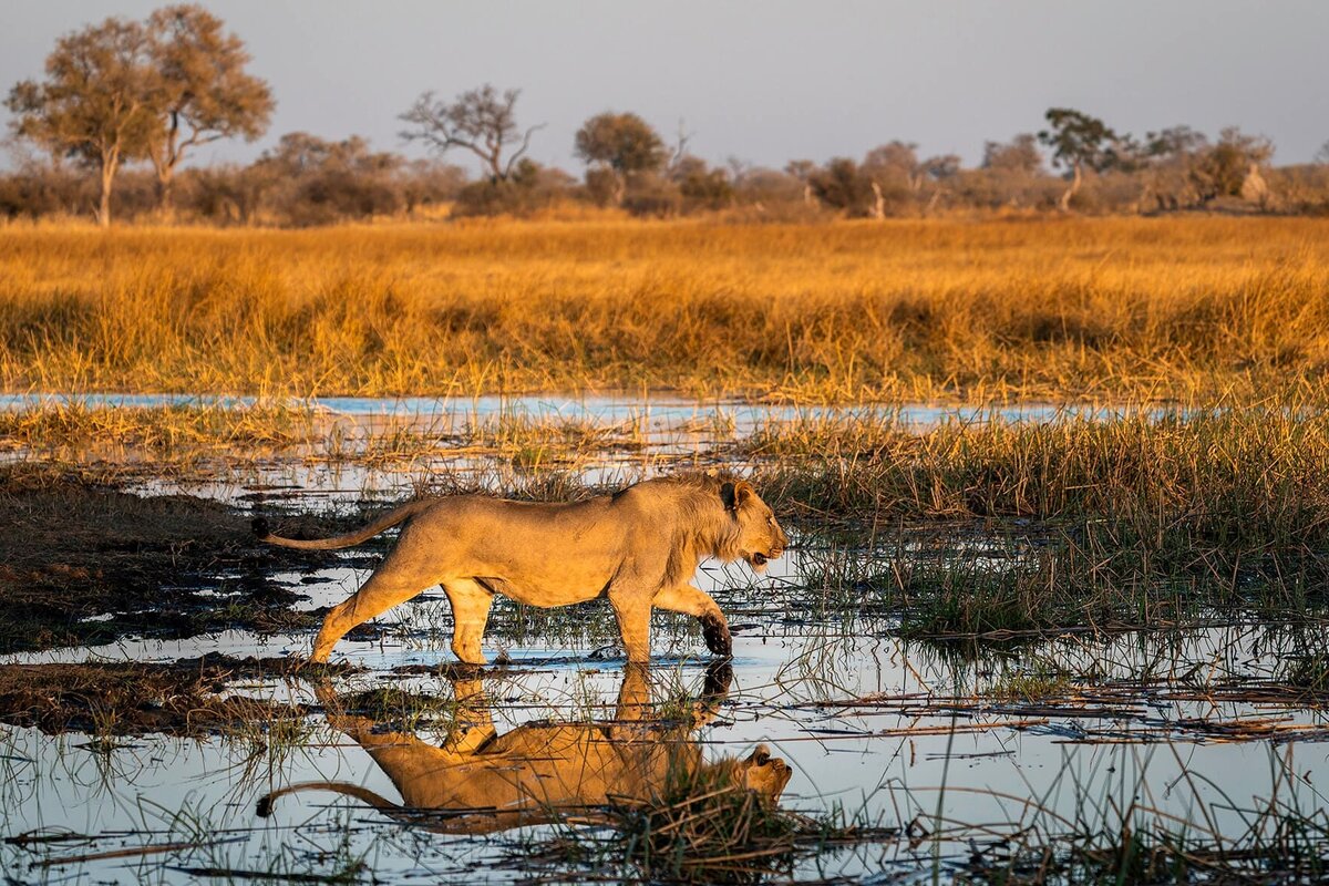 Ghoha Hills Savuti Lodge lions and elephant bulls in the Savuti predator country
