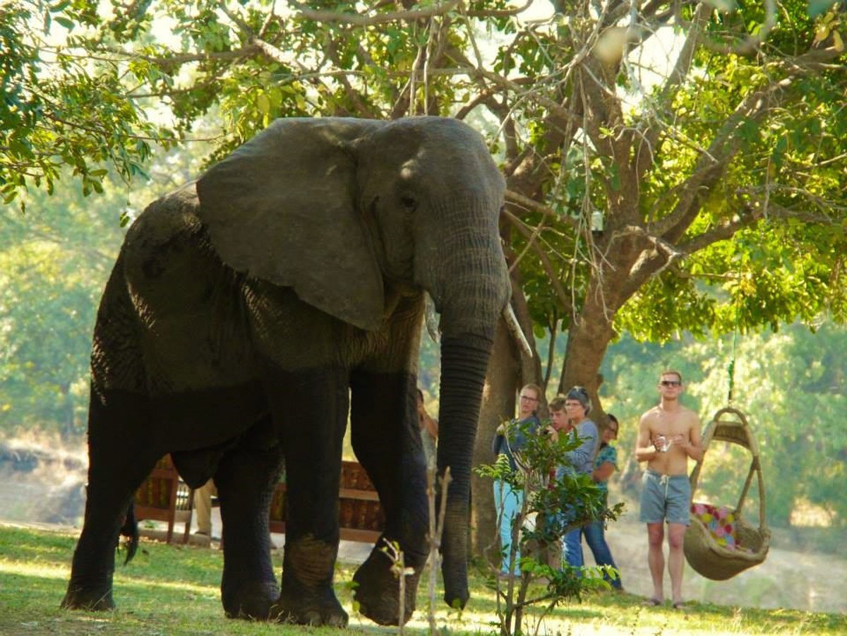 Guests watching elephants from Marula Lodge deck in the Timbavati