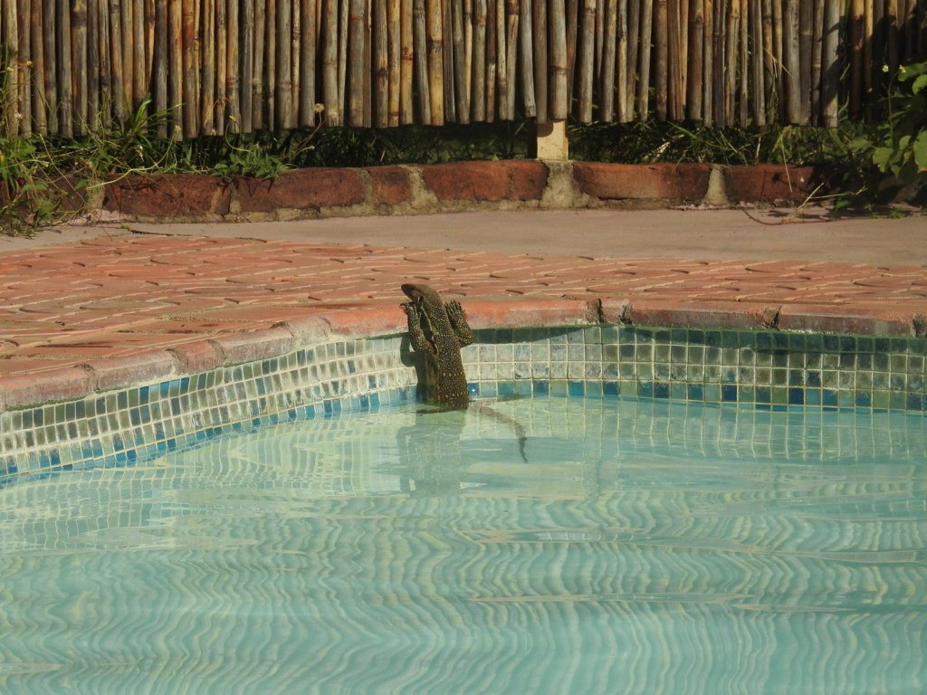 Marula Lodge pool and deck in the Timbavati private reserve