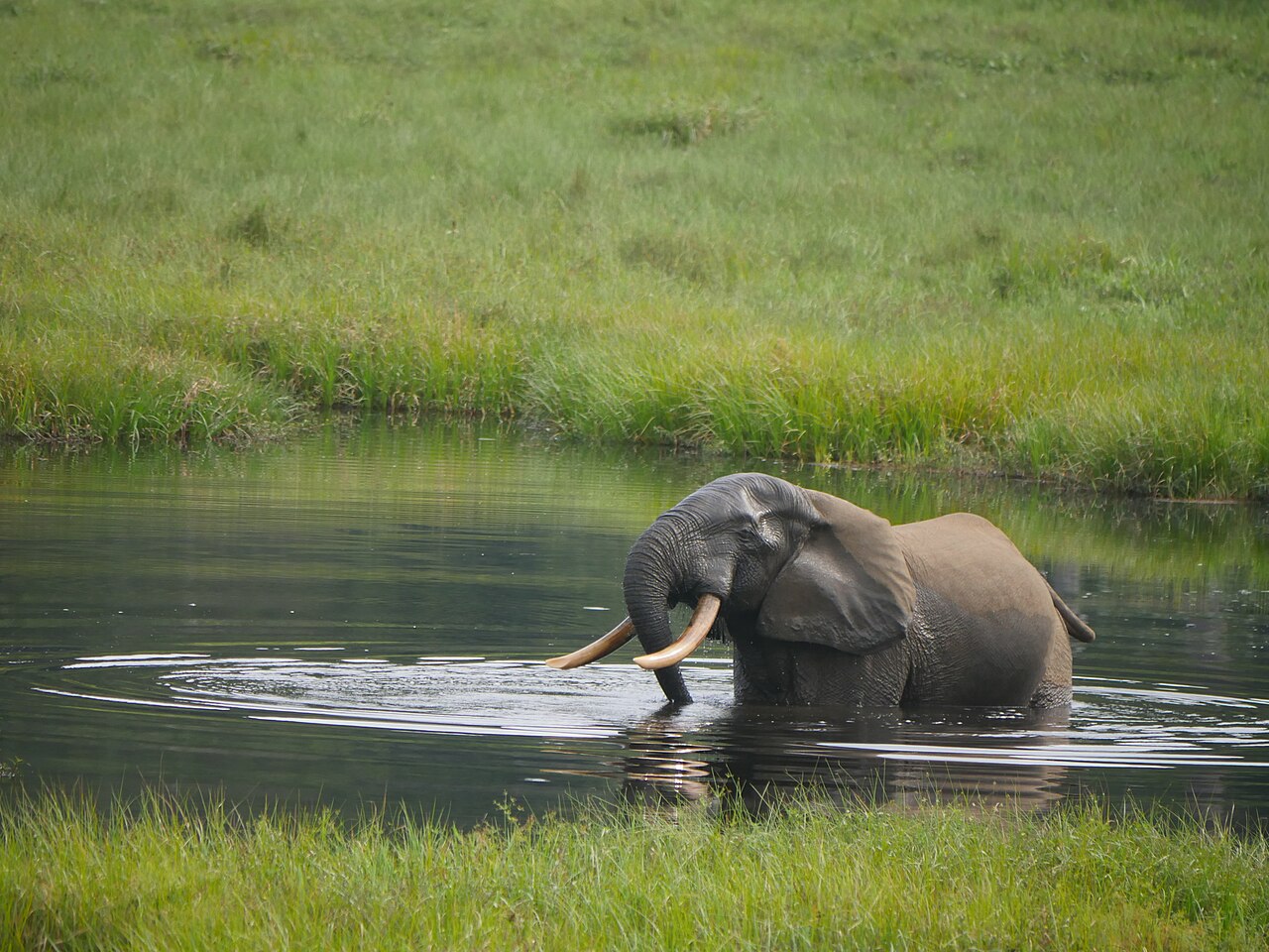 Forest elephants at Mbeli Baï mineral clearing