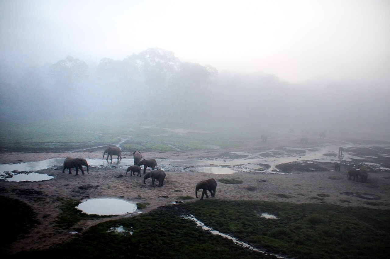 Elephant herd gathering at mineral-rich clearing