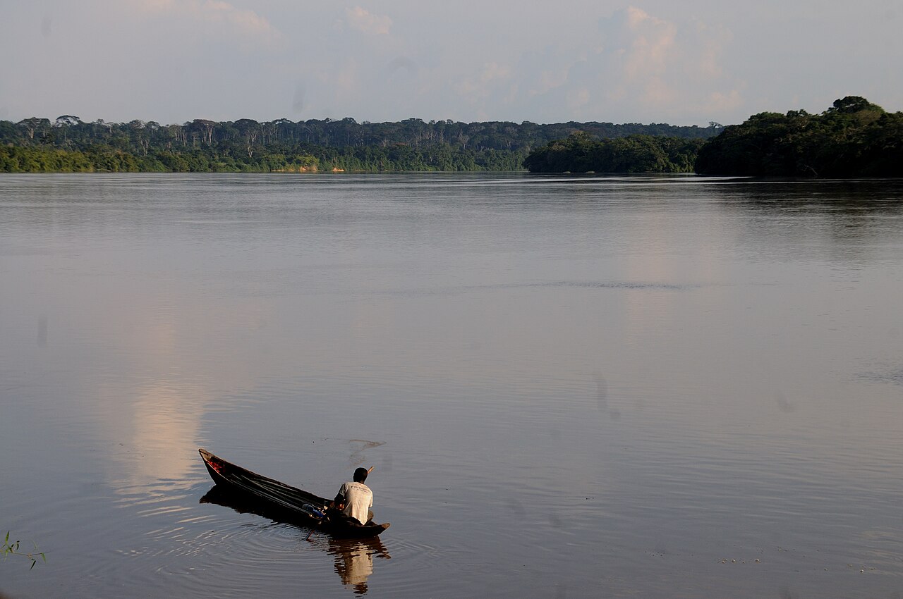 Pristine forest surrounding Mbeli Baï clearing