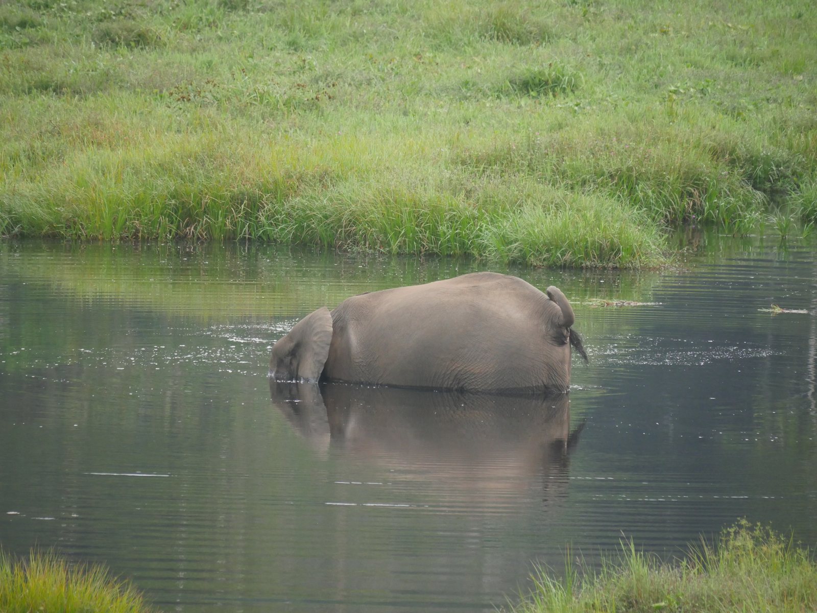 Forest elephants gathering at clearing in Nouabalé-Ndoki