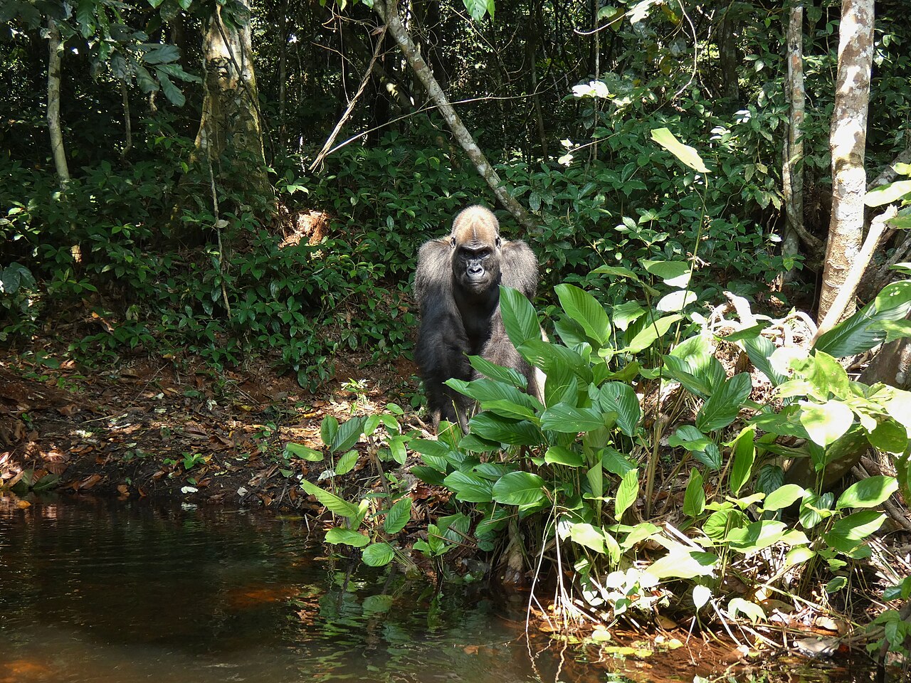 Western lowland gorilla at a forest bai in Nouabalé-Ndoki National Park