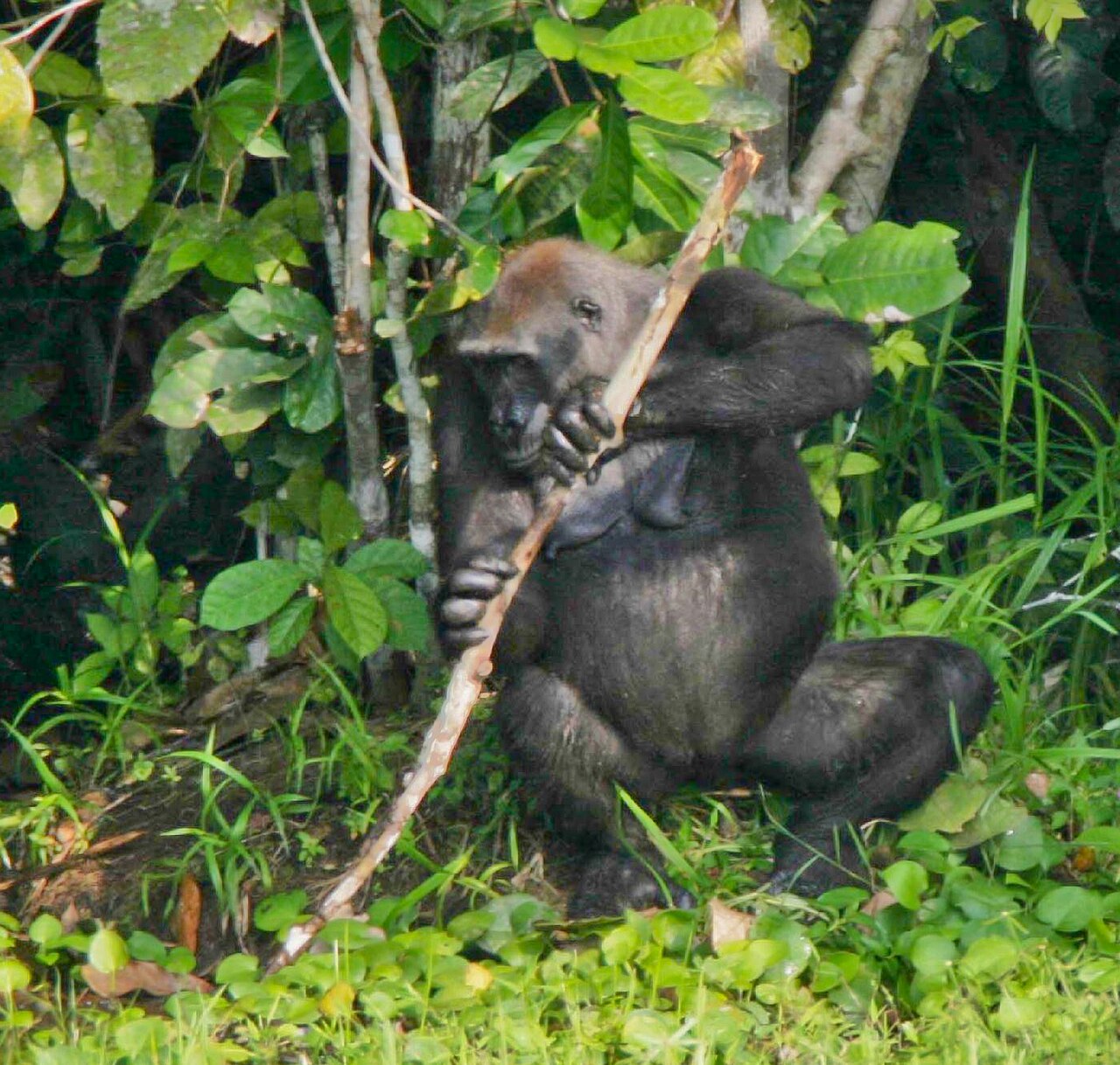 Western lowland gorilla in dense forest undergrowth