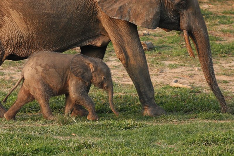 Forest elephants at baï