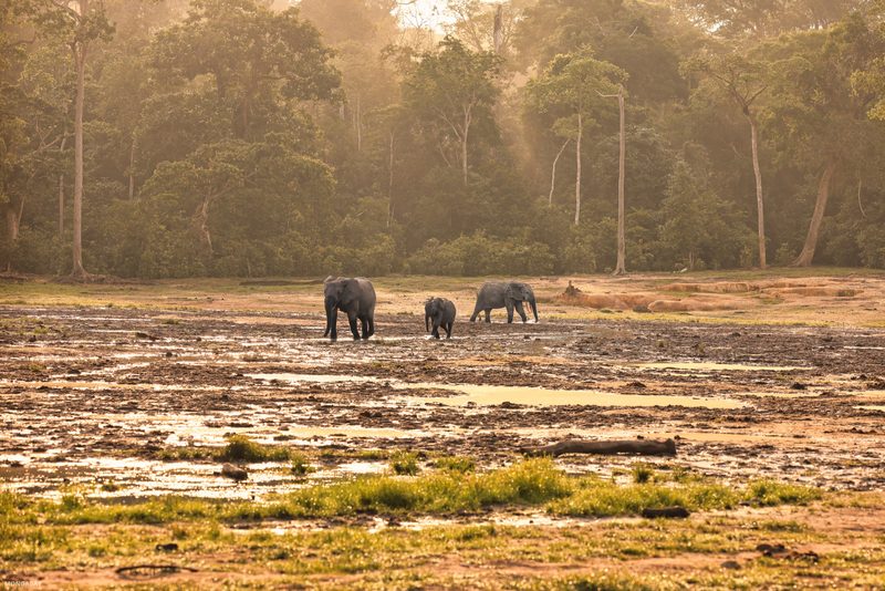 Buffalo herd clearing