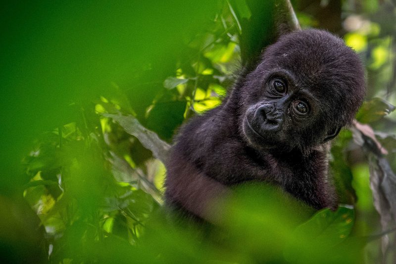 Western lowland gorilla silverback
