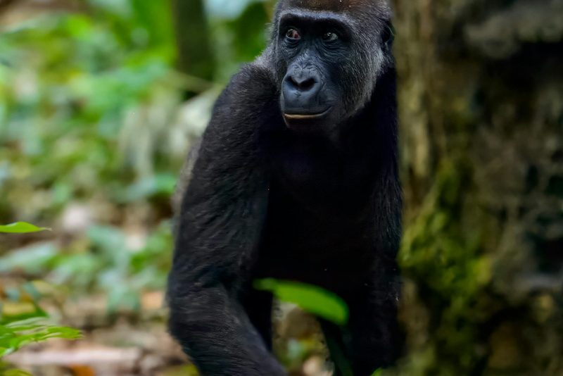 Juvenile lowland gorilla