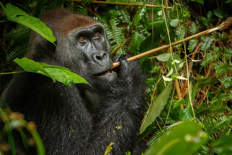 Gorilla trekking Odzala