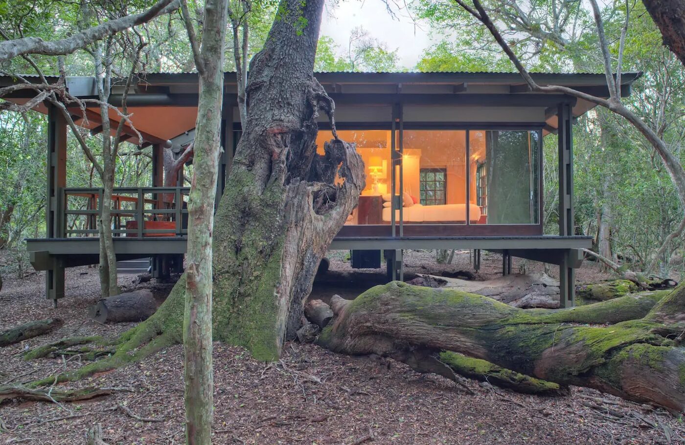 andBeyond Phinda Forest Lodge glass-walled suite raised in the rare sand forest, KwaZulu-Natal