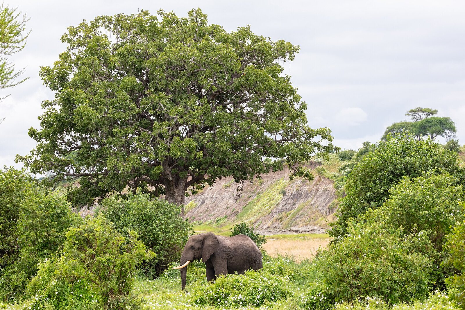 An elephant browsing beneath a giant tree on the coastal fringe near Saadani Safari Lodge, where bush meets beach