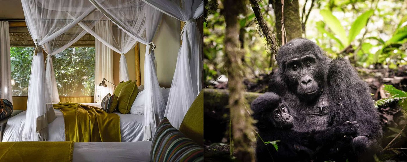 Sanctuary Gorilla Forest Camp — lodge setting in the wild