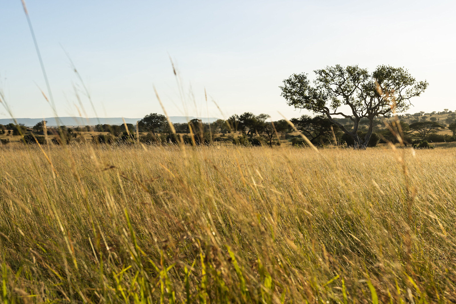 View across the Serengeti long grass and riverine bush from Singita Mara River Tented Camp