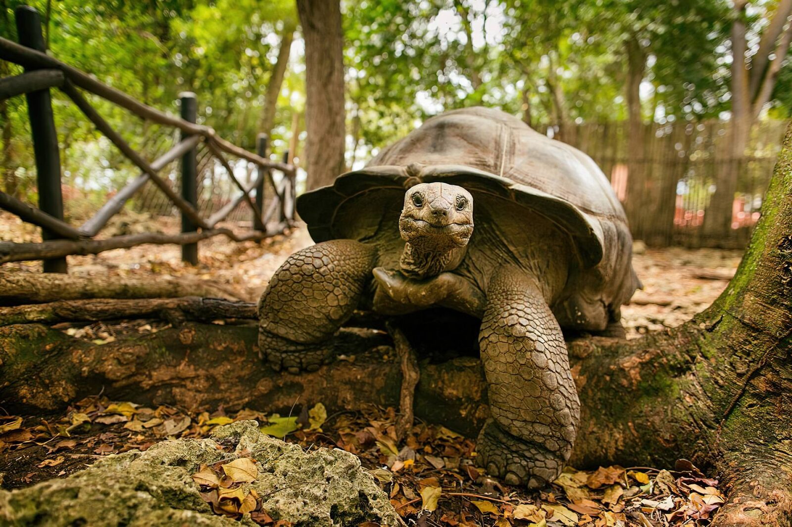 Aldabra giant tortoise over 150 years old, Prison Island Changuu, Zanzibar