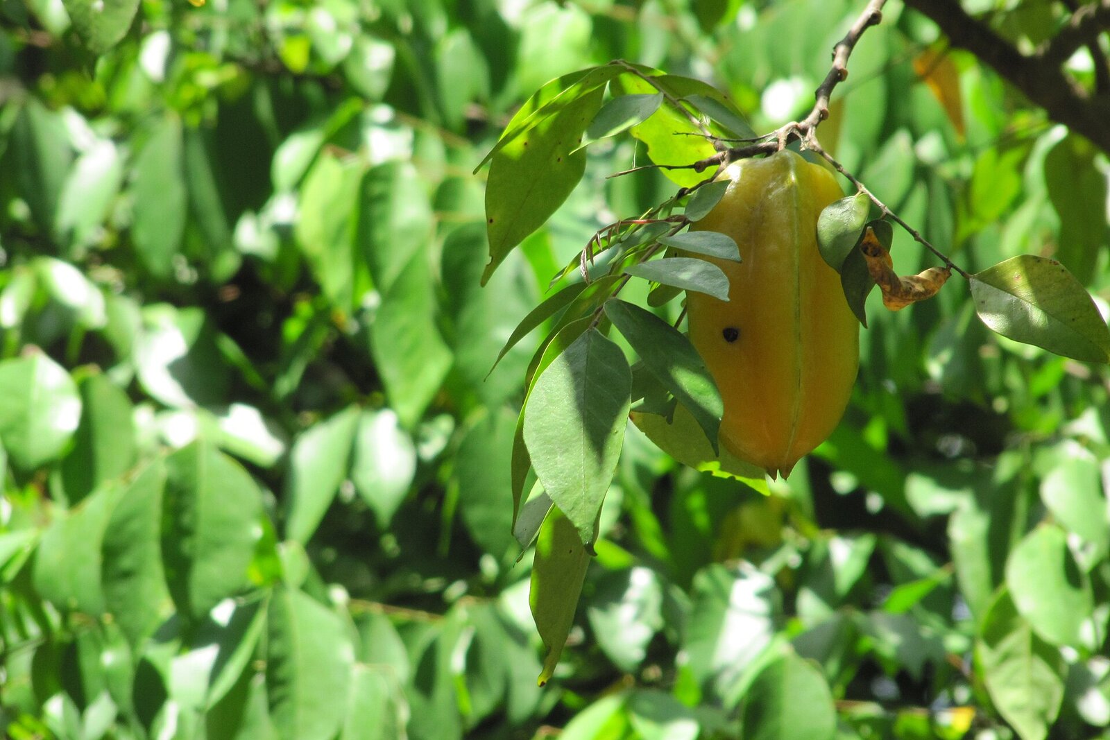 Fresh fruit growing on a spice farm in Zanzibar