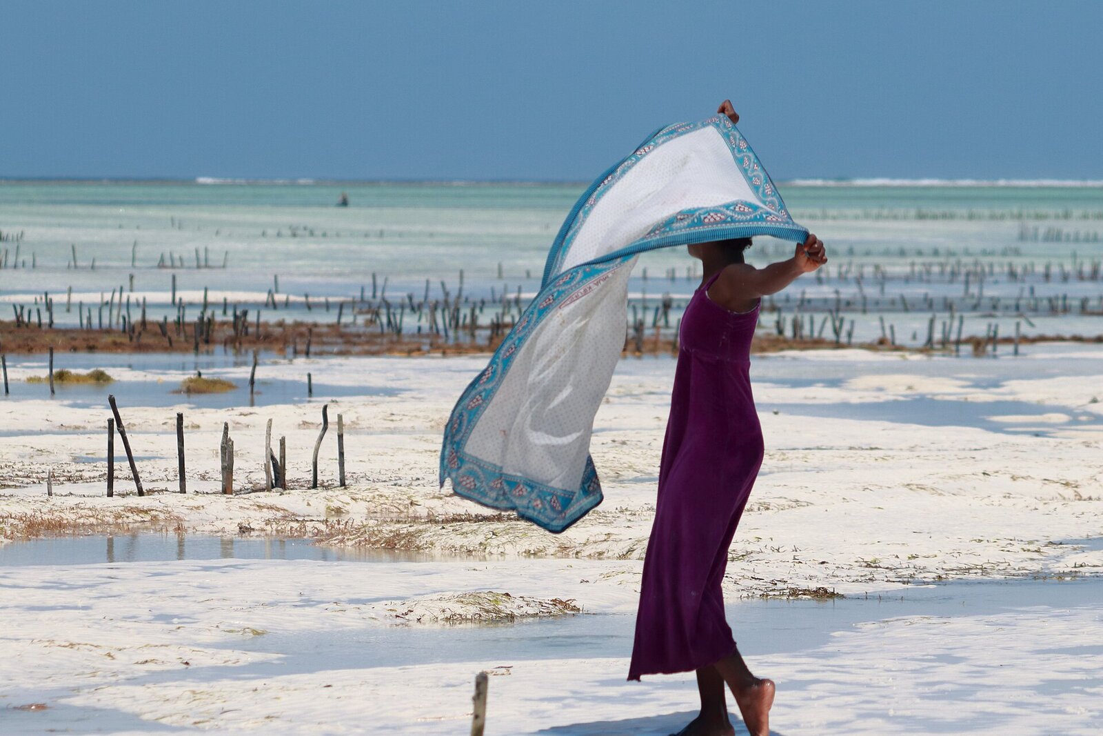 A woman tending a seaweed farm on the tidal flats at Jambiani, southeast Zanzibar