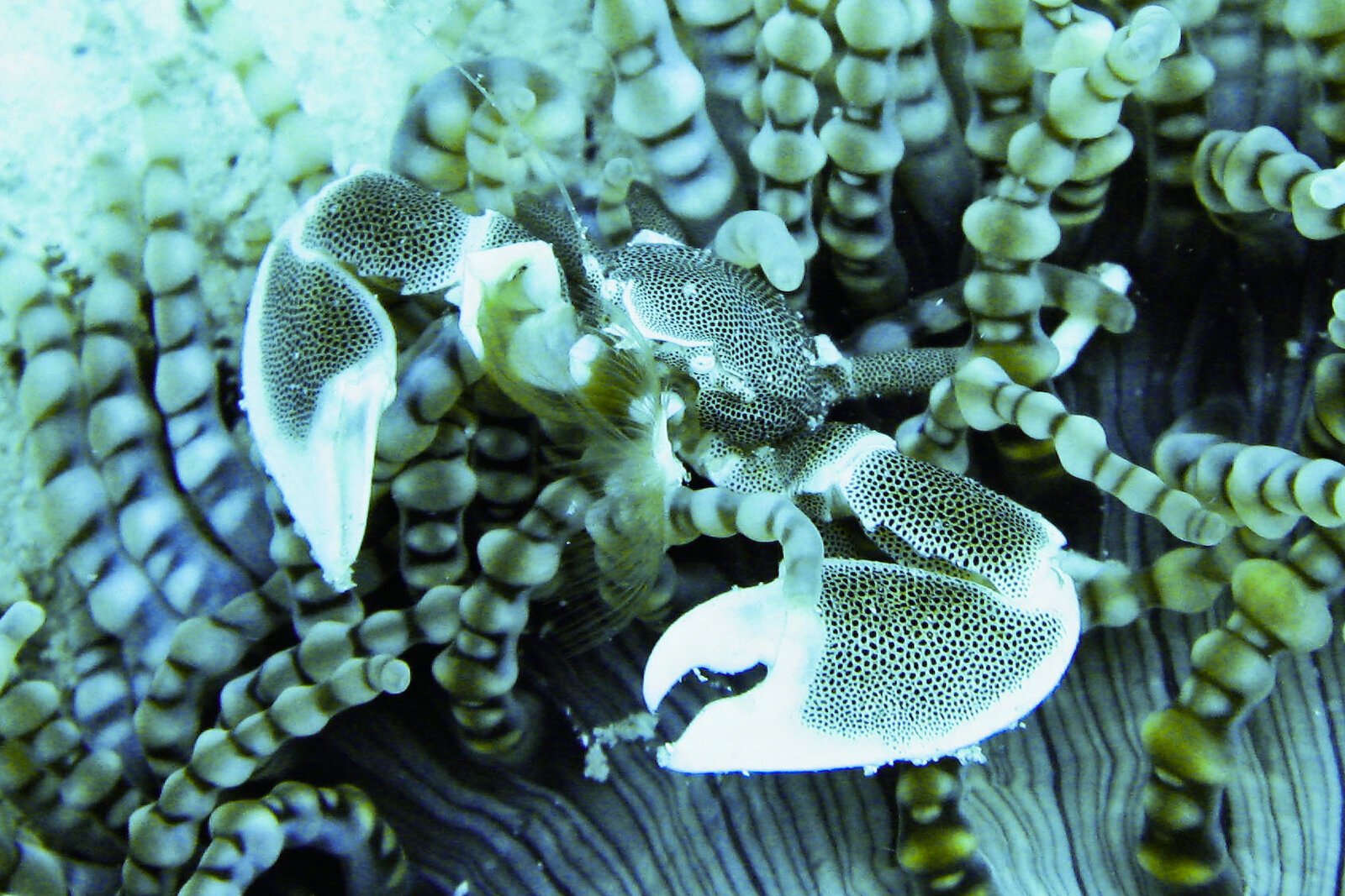 Colourful reef life seen while snorkelling off Zanzibar