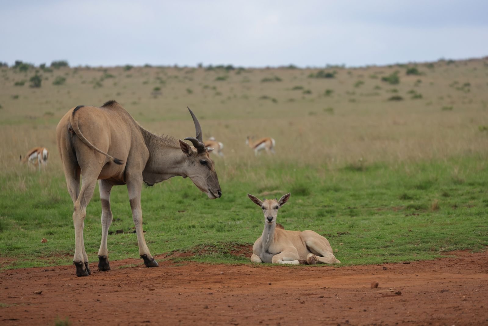 Eland antelope on the route connecting Mikumi to the Ruaha ecosystem