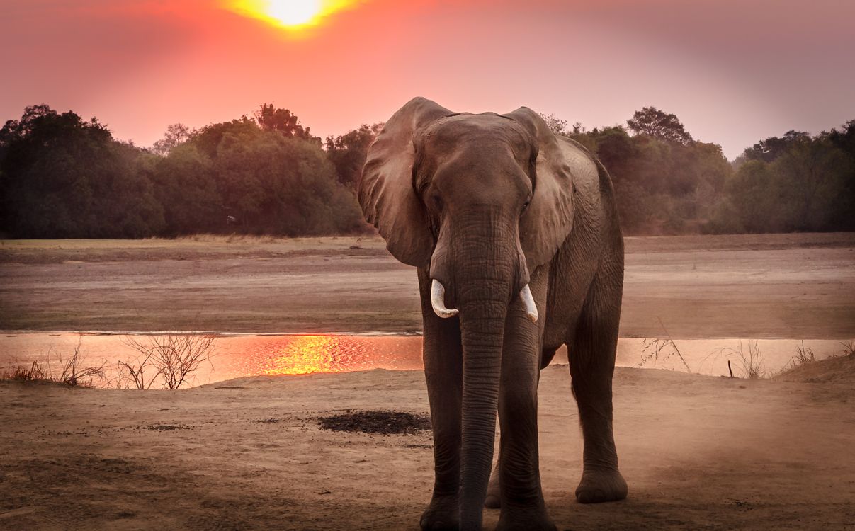 Elephant herd on the plains close to Mikumi's value camps