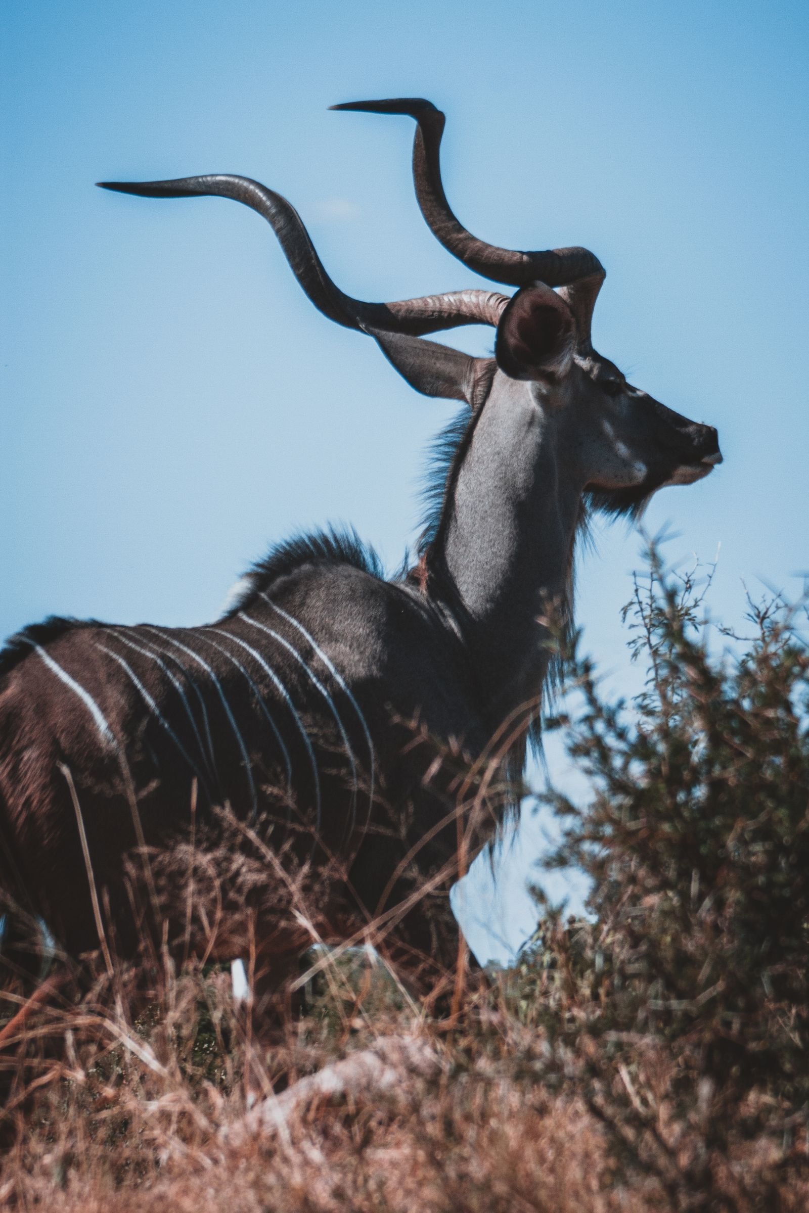 Greater kudu in miombo woodland along the Mikumi to Udzungwa route