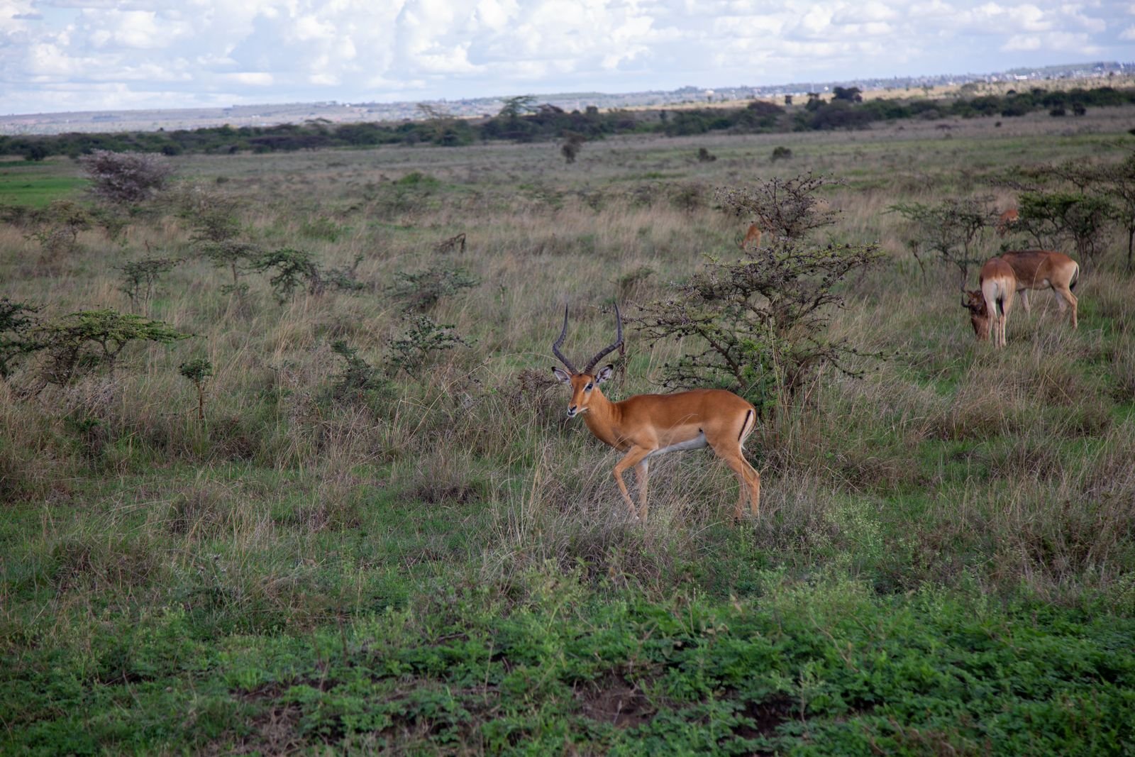 Impala herd grazing near a mid-range Mikumi camp