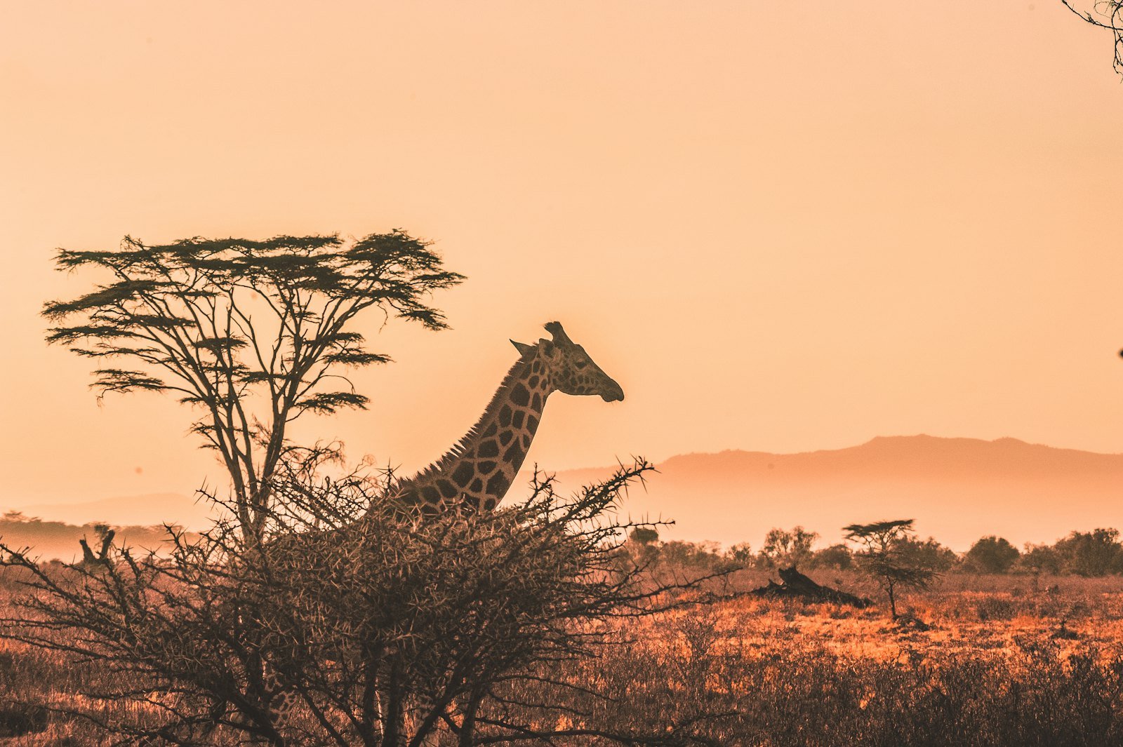 Luxury safari camp outlook over Mikumi's golden grasslands