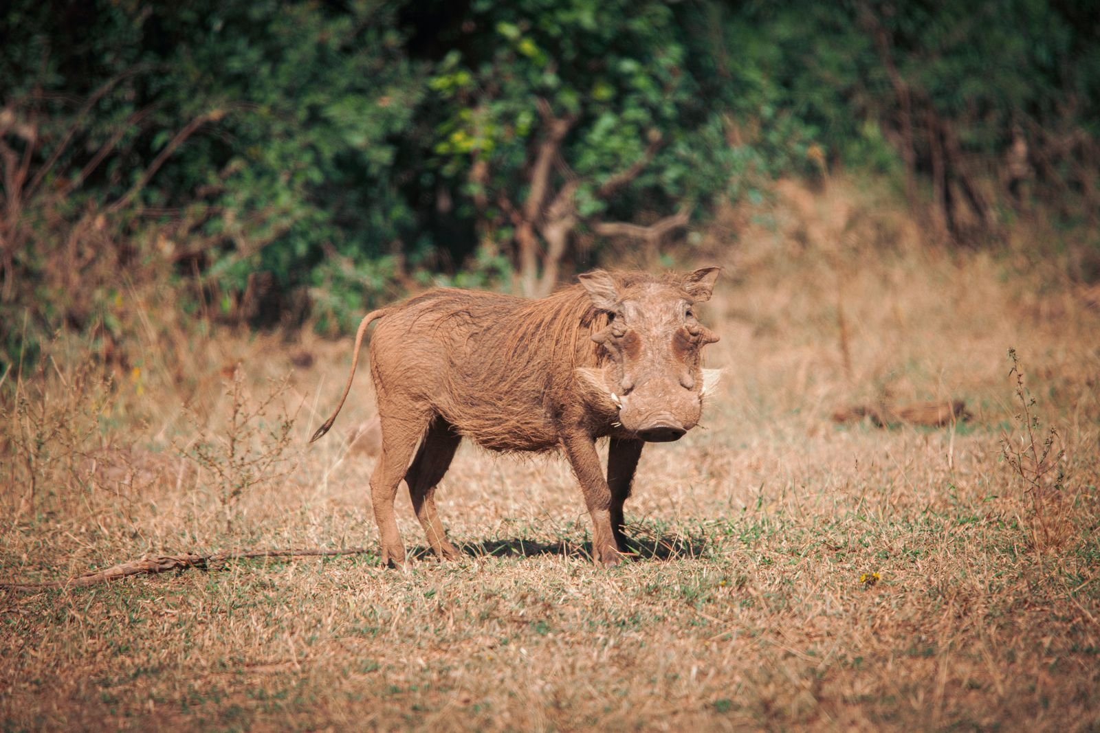 Warthog family — year-round Mikumi residents