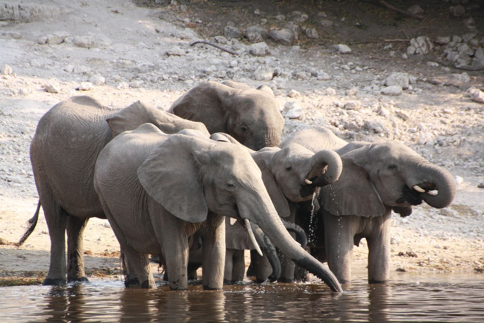 Wildlife gathering at a waterhole viewable from Mikumi lodge rooms