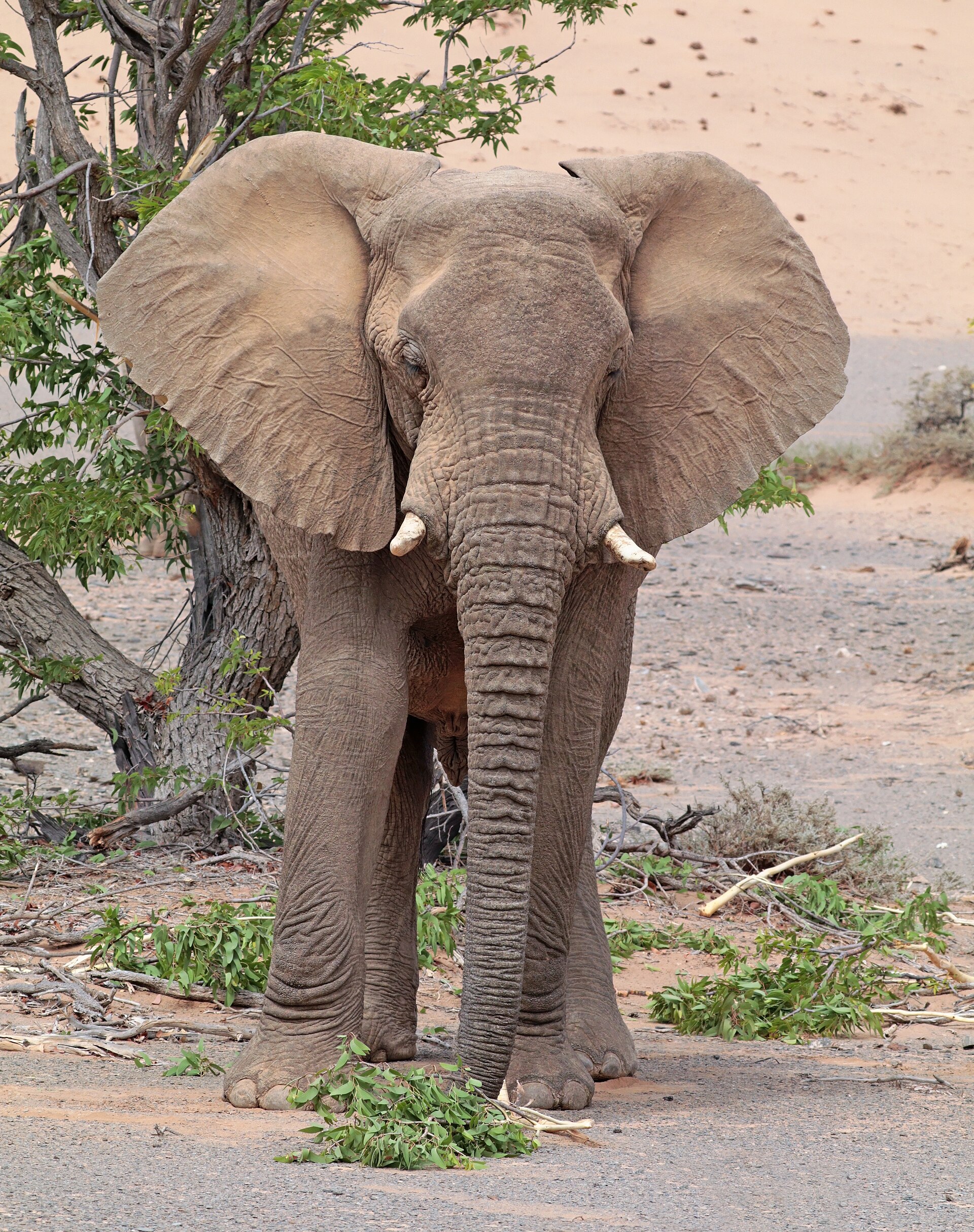 A desert-adapted elephant walking across a dry riverbed in Damaraland on a Namibia safari