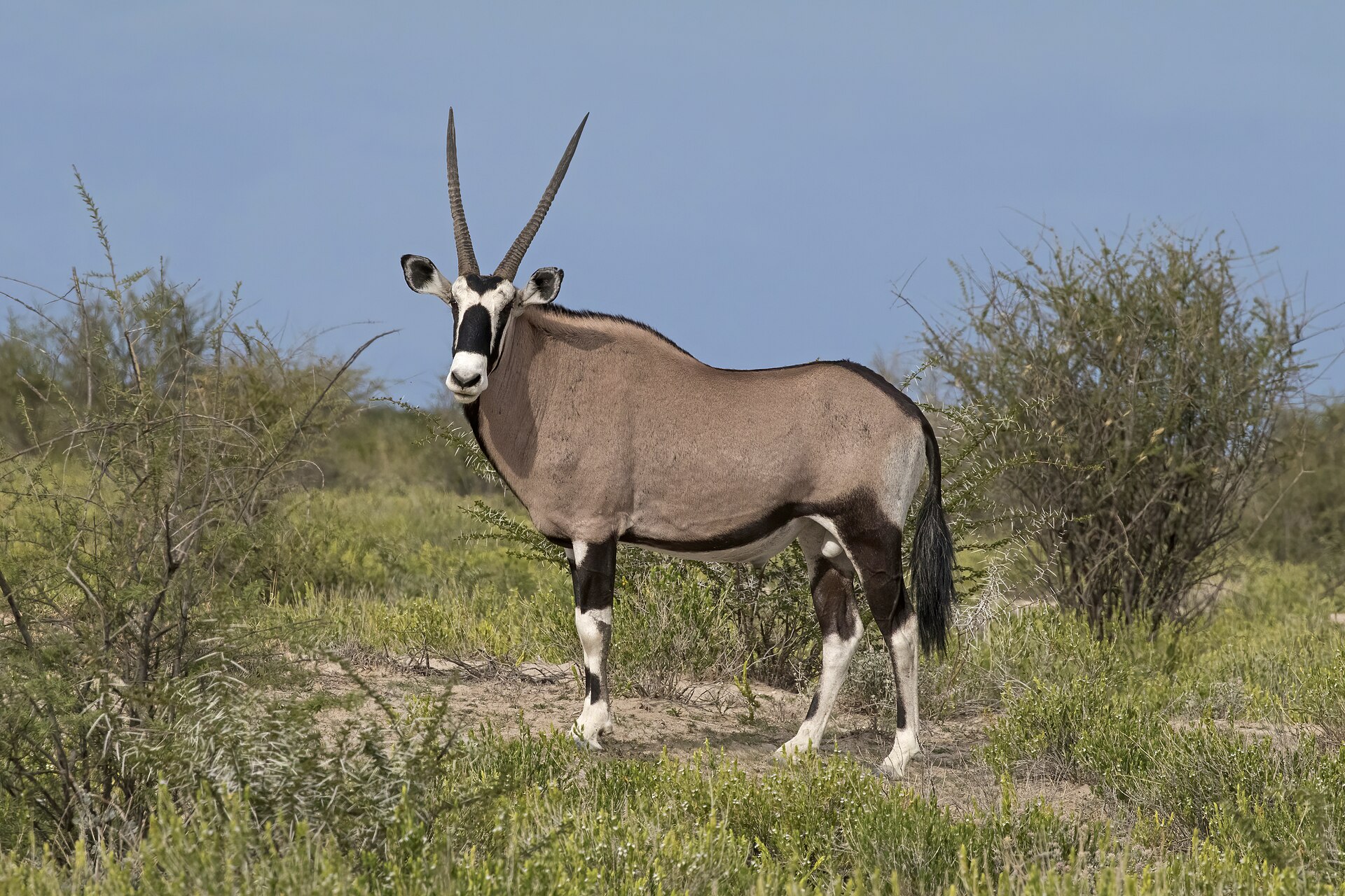 A lone oryx standing on a red dune against a blue sky, an iconic Namibia safari image