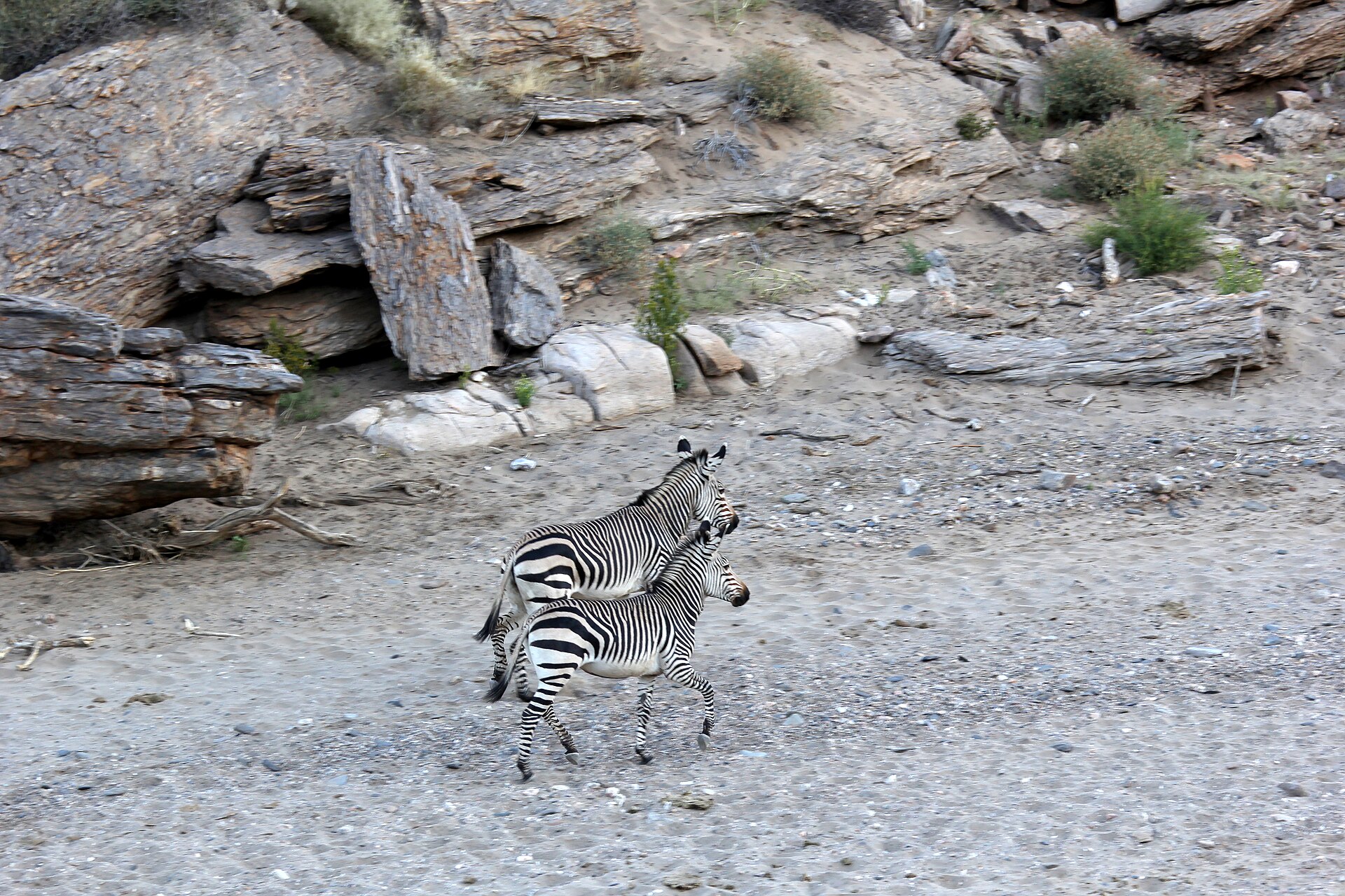 Zebra herd in Etosha