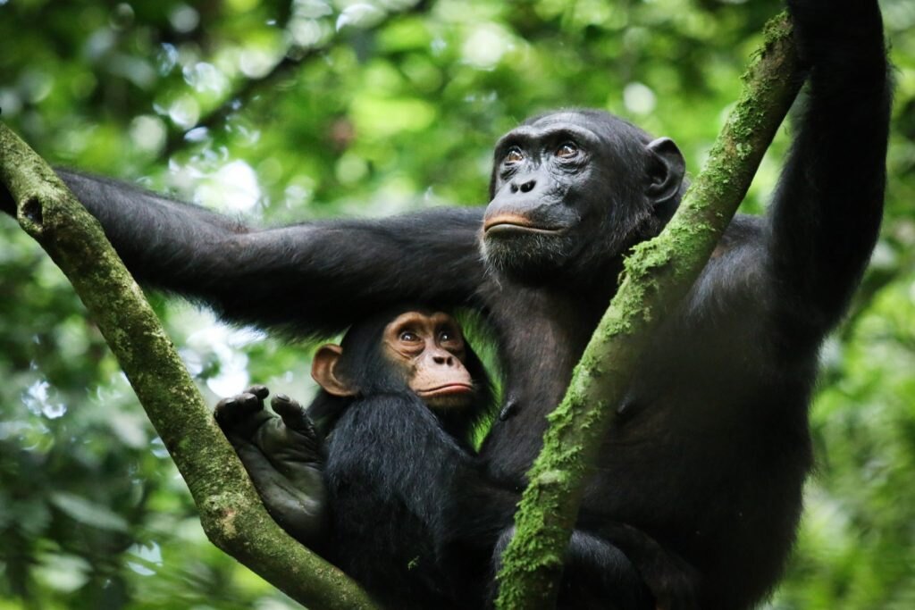Chimpanzee, Uganda