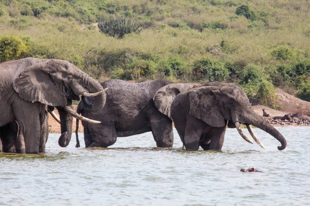 Kazinga Channel, Uganda