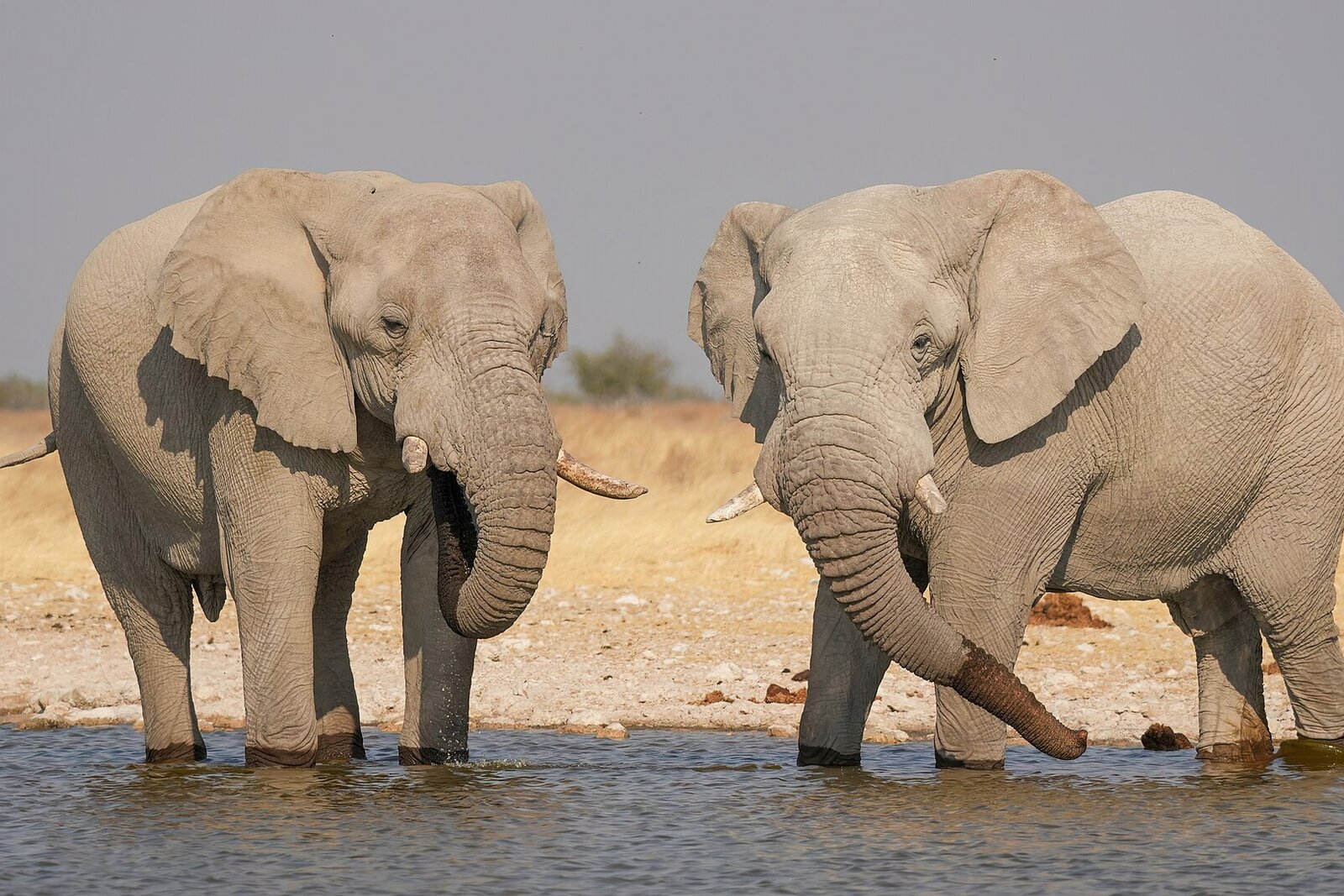Namibia & Etosha Self-Drive Safari