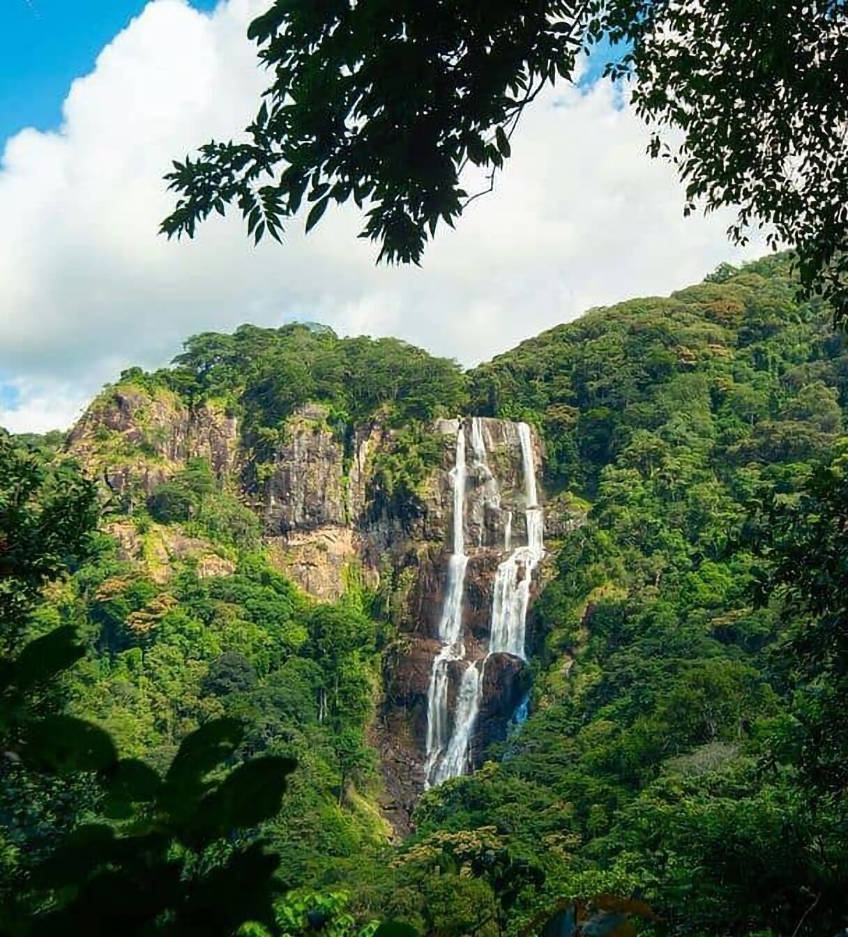 Sanje Waterfall trail through rainforest