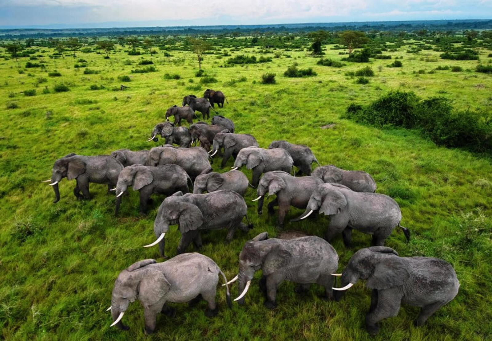 Elephants on the savannah of Queen Elizabeth National Park with the Rwenzori Mountains behind, Uganda