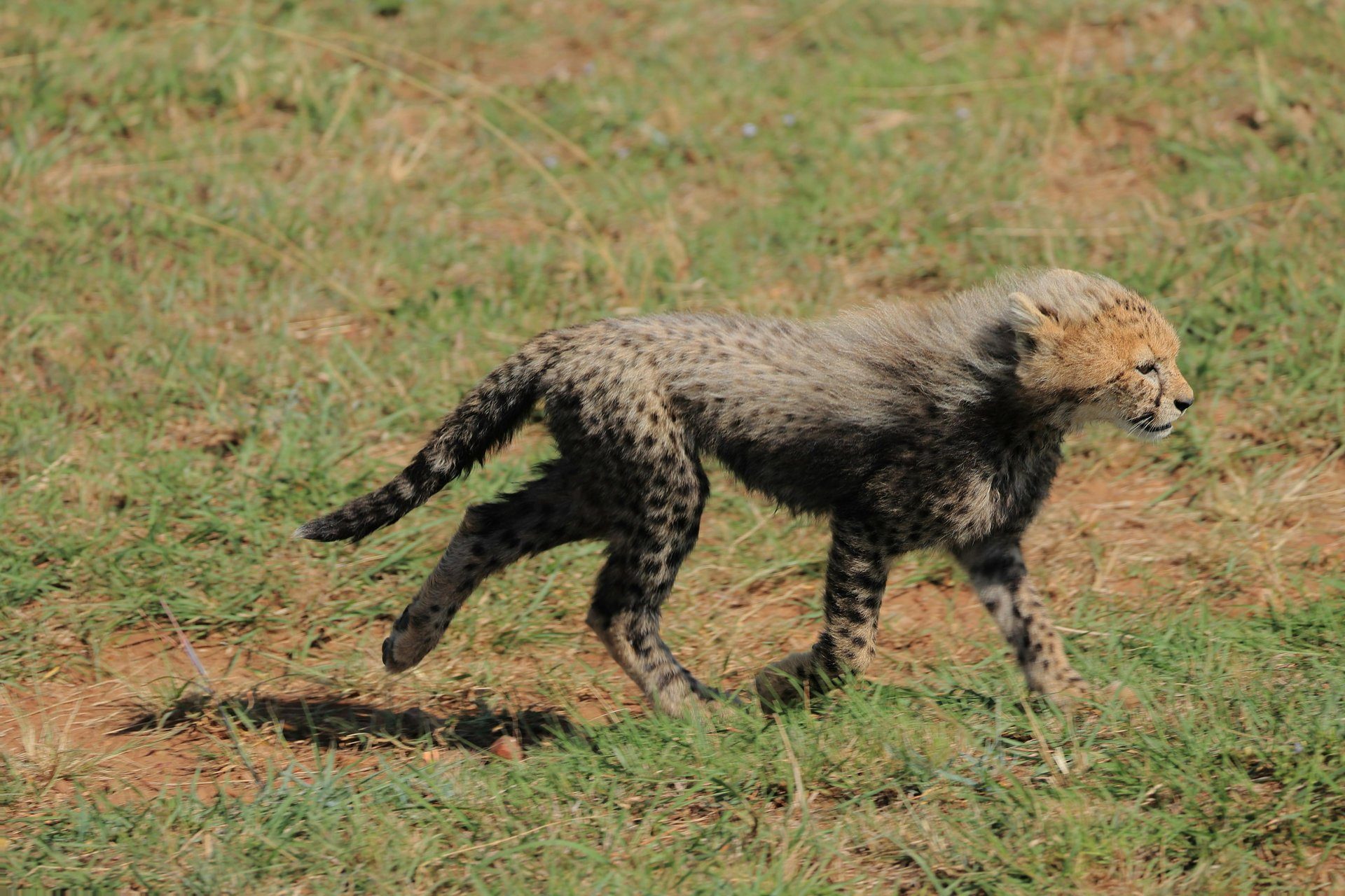 Best Safari for Big Cats: Where to See Lion, Leopard & Cheetah — Beyond Africa Safaris