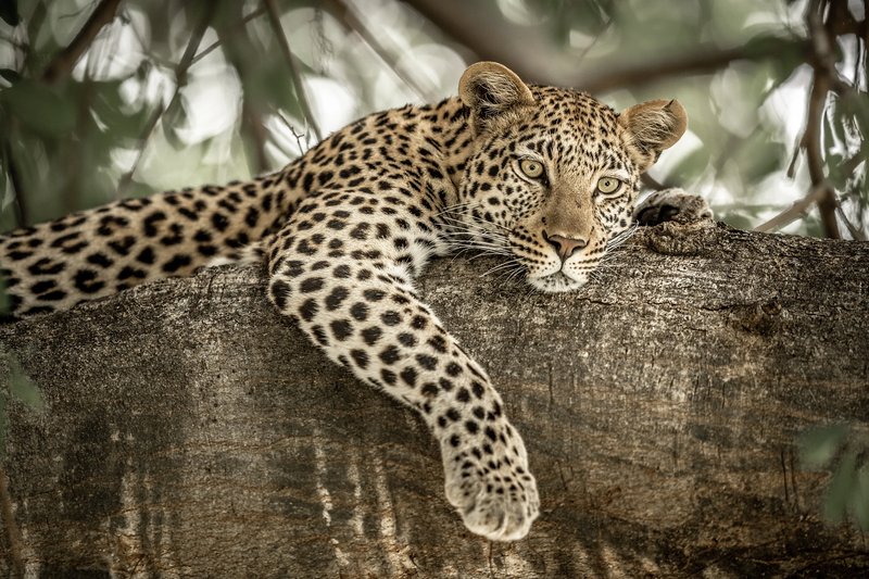 A leopard walking through golden grass in the Sabi Sands Game Reserve, South Africa