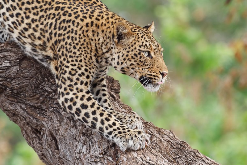 Luxury Sabi Sands Safari