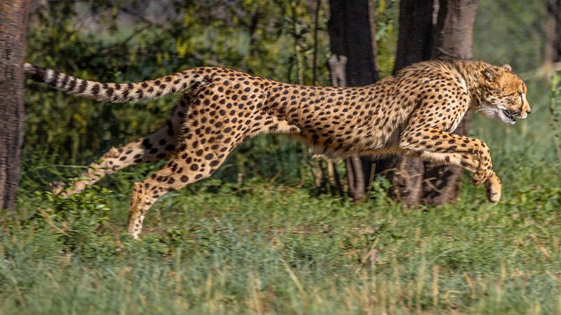 A cheetah on the open plains of Phinda Private Game Reserve in KwaZulu-Natal