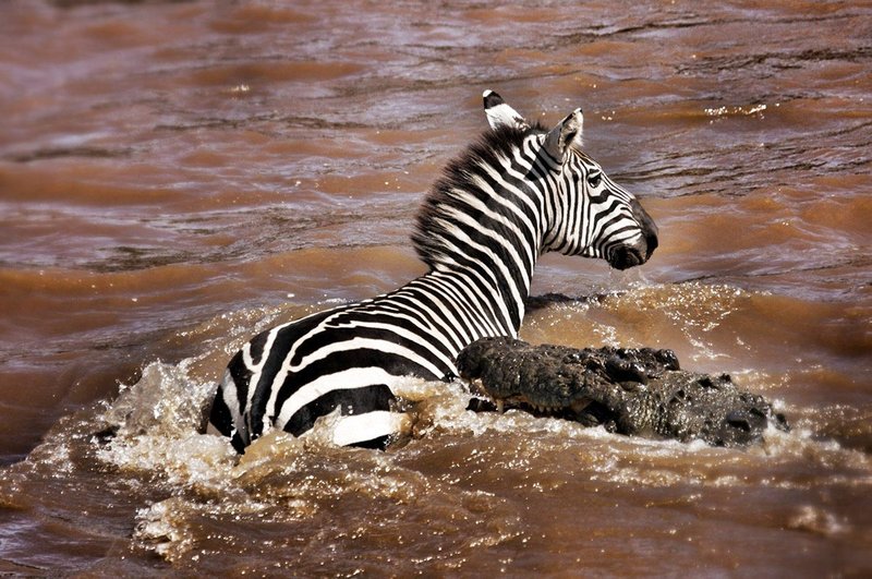 Wildebeest and zebra crossing a crocodile-filled river during the Great Migration