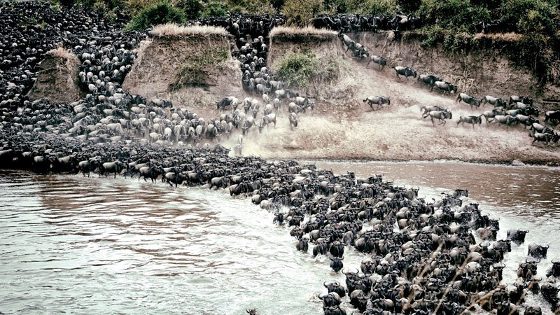 Wildebeest crossing a crocodile-filled river during the Great Migration