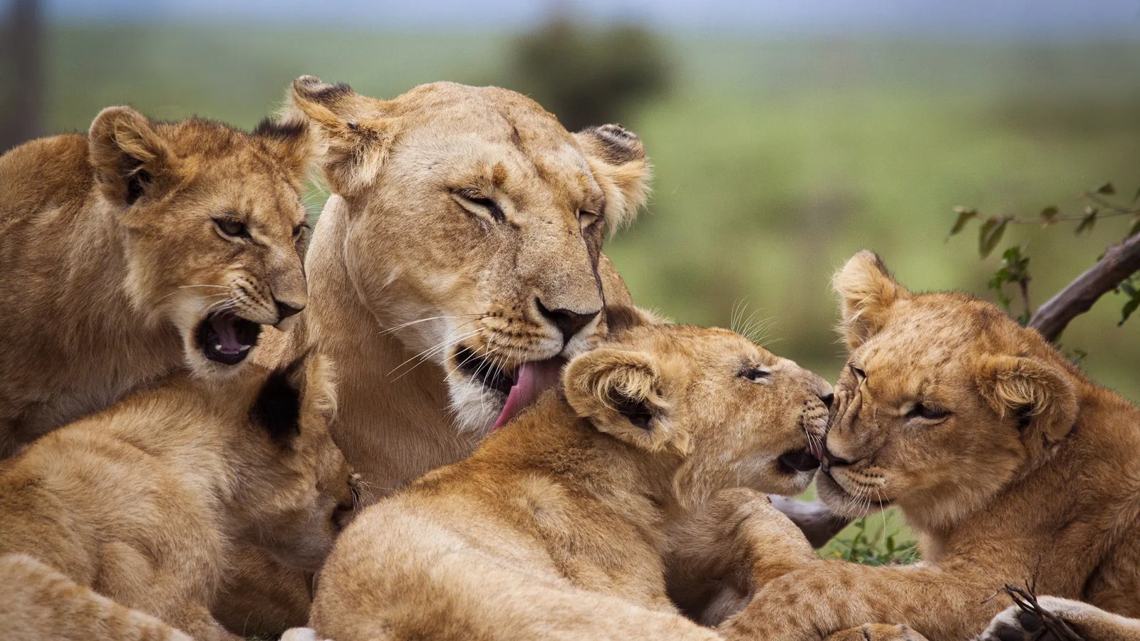 A lion resting in the shade of acacia trees in Lake Manyara National Park