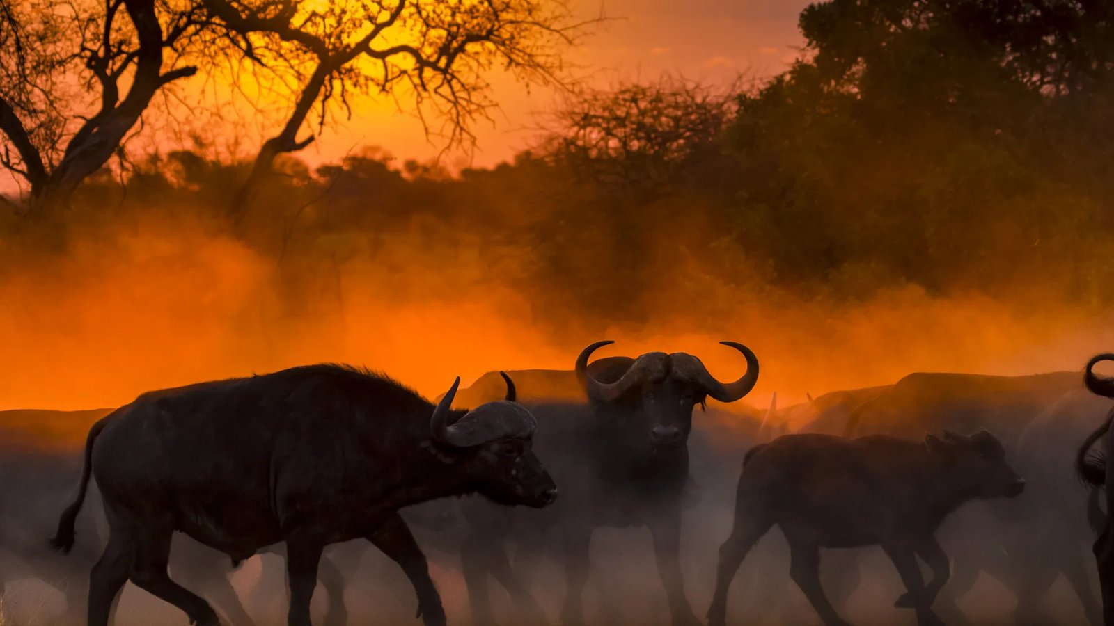 Best Time for a Big Five Safari in Africa — Beyond Africa Safaris