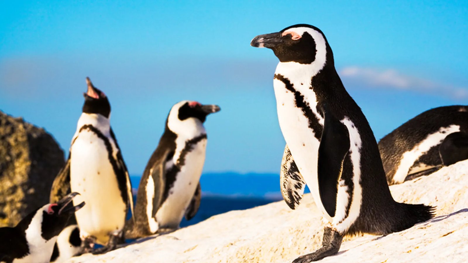 African penguins at Boulders Beach on the Cape Peninsula